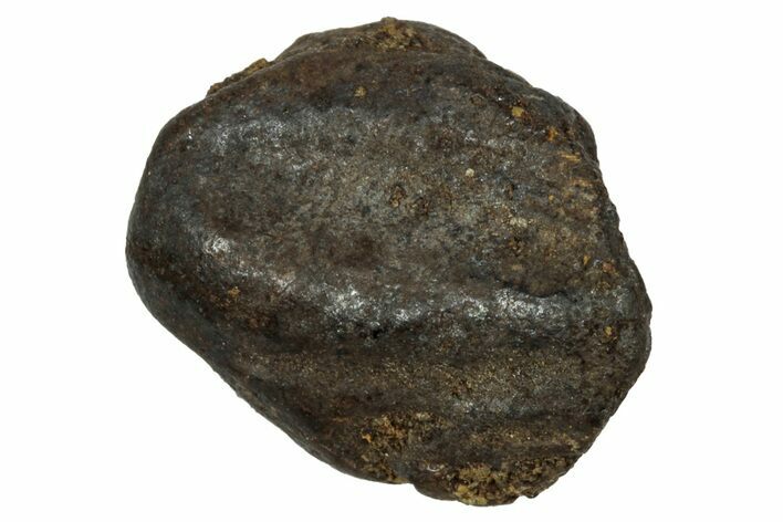 Fossil Juvenile Dinosaur (Triceratops) Tooth - Montana #339890